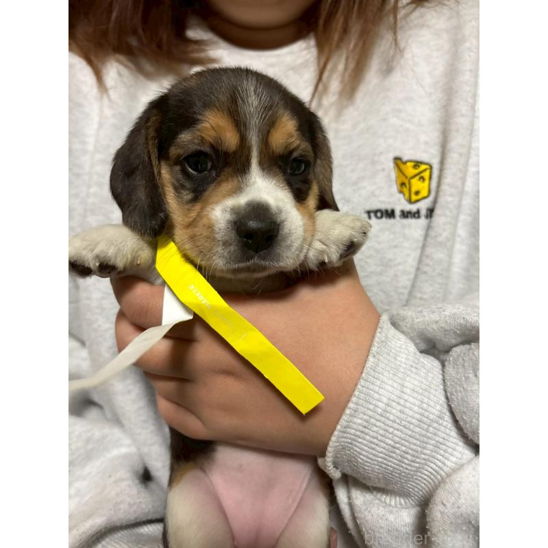 成約済の栃木県のビーグル-436053の6枚目