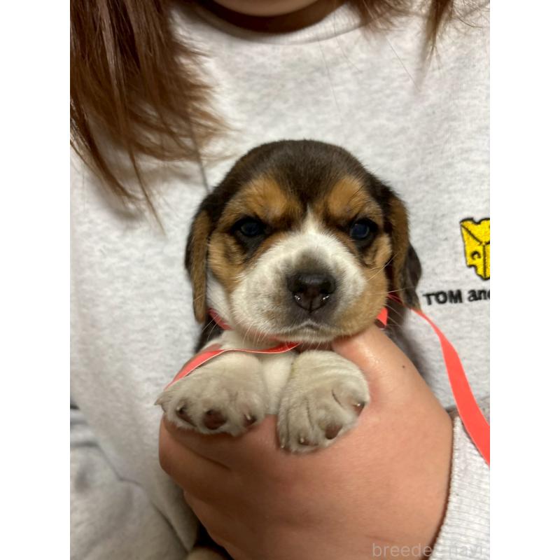 成約済の栃木県のビーグル-436052の3枚目