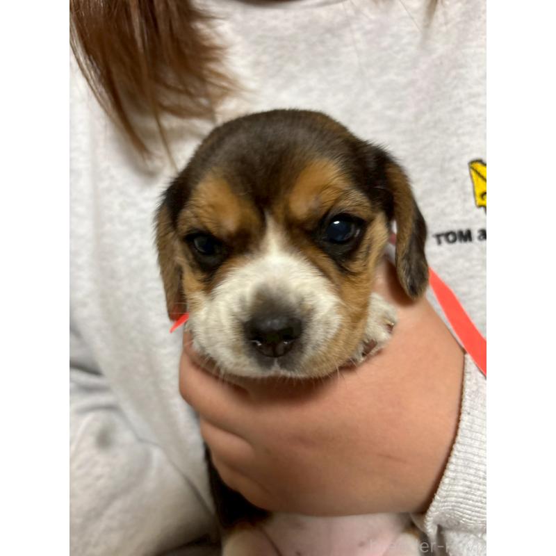 成約済の栃木県のビーグル-436052の2枚目