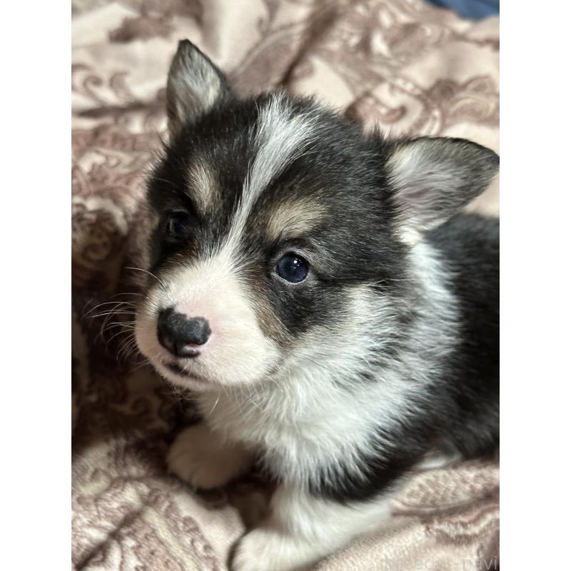 販売中の静岡県のウェルシュコーギーペンブローク-436735の3枚目