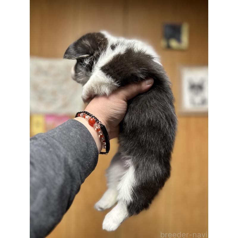 販売中の静岡県のウェルシュコーギーペンブローク-436735の2枚目