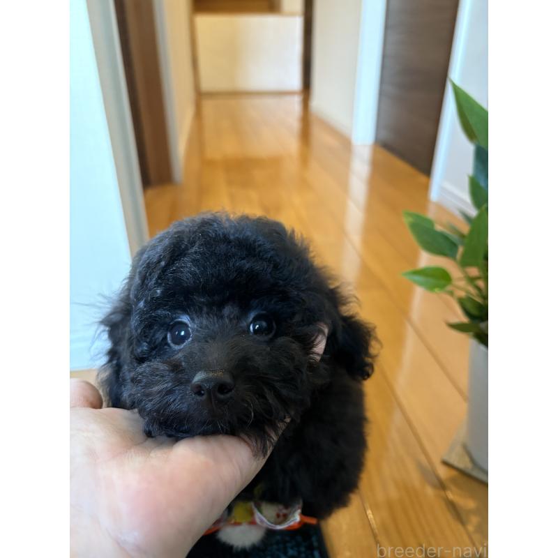 販売中の福岡県のタイニープードル-429959の9枚目