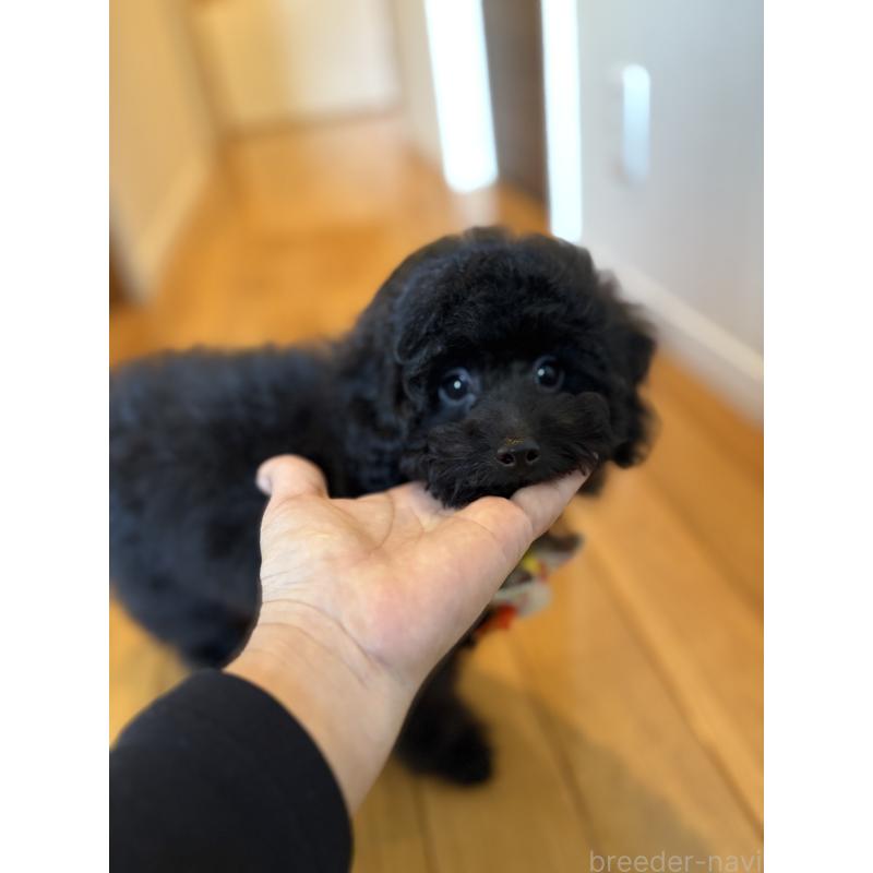 販売中の福岡県のタイニープードル-429959の8枚目