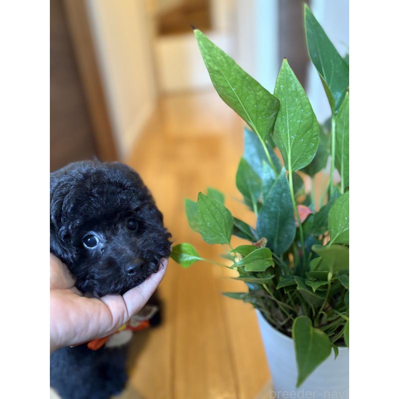 販売中の福岡県のタイニープードル-429959の7枚目