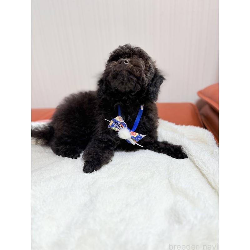 販売中の福岡県のタイニープードル-429959の5枚目