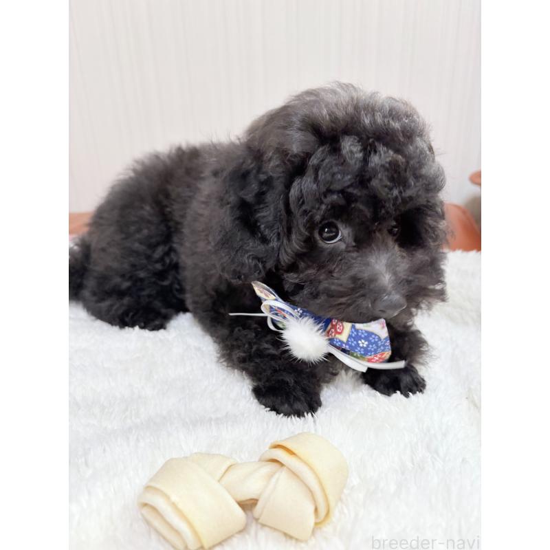 販売中の福岡県のタイニープードル-429959の4枚目