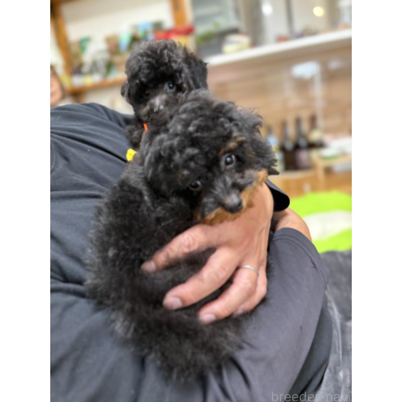 成約済の福岡県のタイニープードル-429964の12枚目