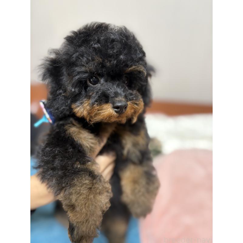 成約済の福岡県のタイニープードル-429964の11枚目