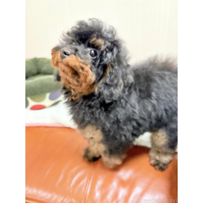 成約済の福岡県のタイニープードル-429964の10枚目