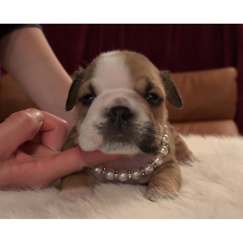 販売中の埼玉県のブルドッグ-436601の3枚目