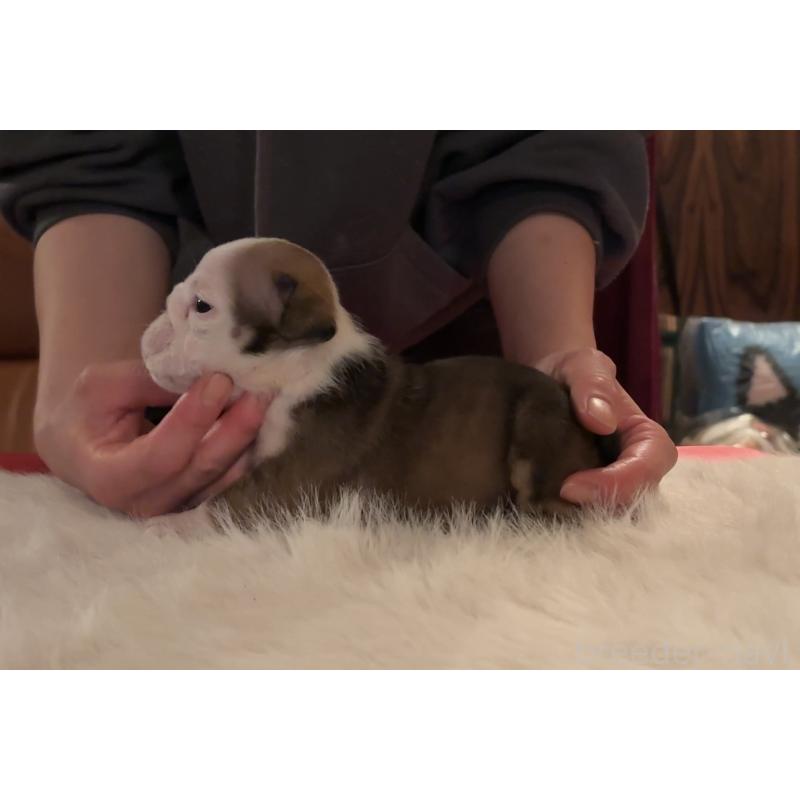 販売中の埼玉県のブルドッグ-436603の3枚目