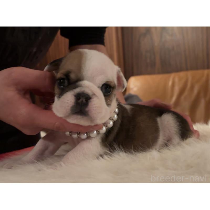 販売中の埼玉県のブルドッグ-436604の4枚目