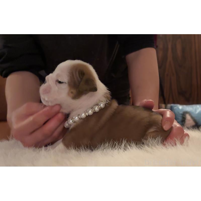 販売中の埼玉県のブルドッグ-436605の3枚目