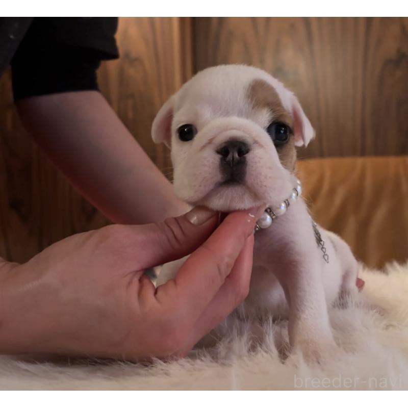 販売中の埼玉県のブルドッグ-436606の4枚目