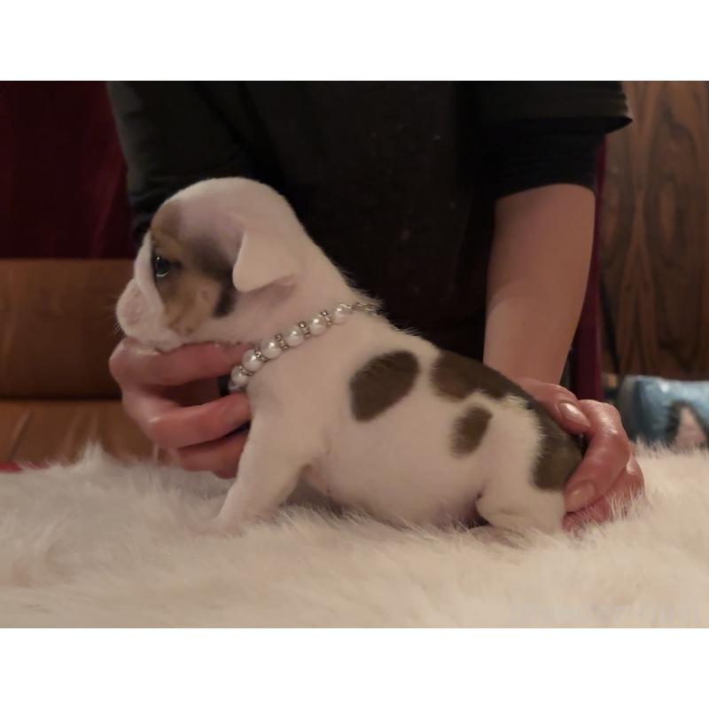 販売中の埼玉県のブルドッグ-436606の2枚目