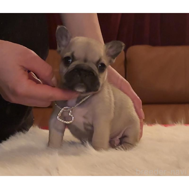 販売中の埼玉県のフレンチブルドッグ-436607の2枚目