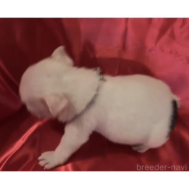 販売中の埼玉県のフレンチブルドッグ-436613の2枚目