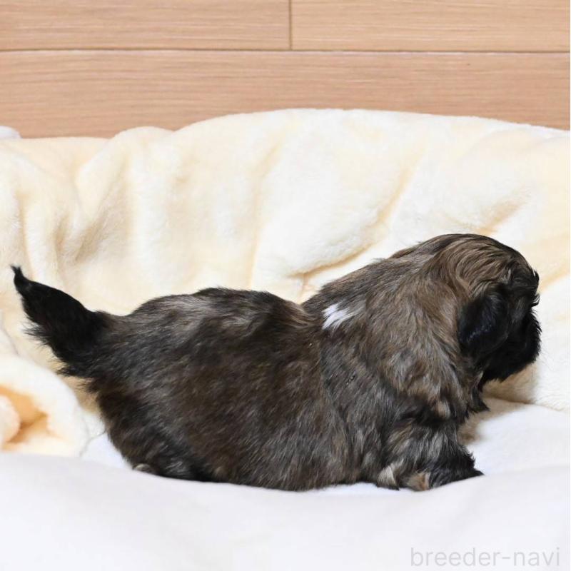 販売中の岡山県のペキニーズ-436614の4枚目