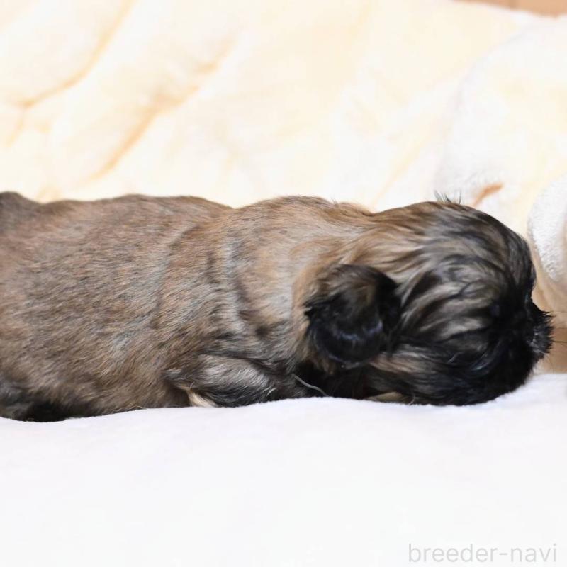 販売中の岡山県のペキニーズ-436615の4枚目