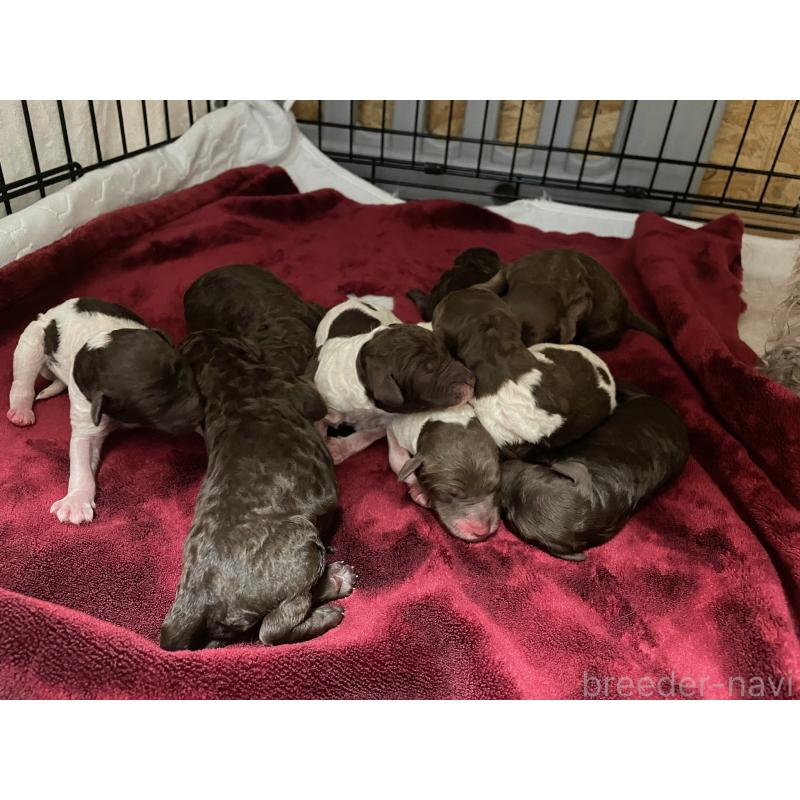 販売中の茨城県のスタンダードプードル-436618の3枚目