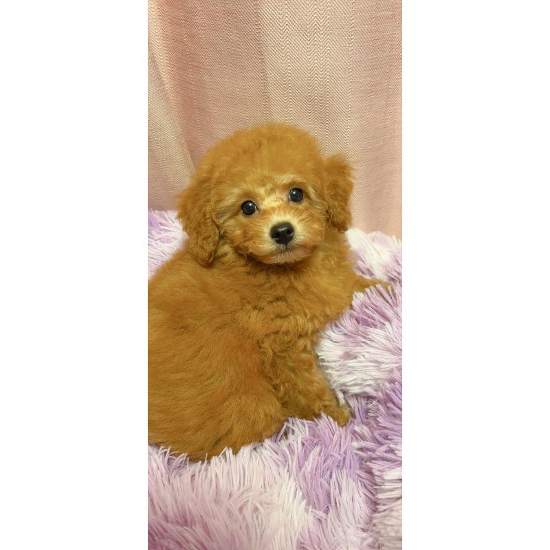 販売中の千葉県のトイプードル-430312の4枚目