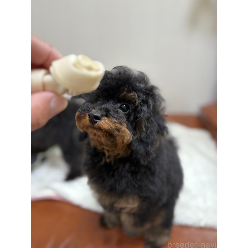 成約済の福岡県のタイニープードル-429964の8枚目