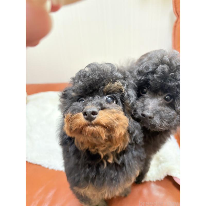 成約済の福岡県のタイニープードル-429964の7枚目