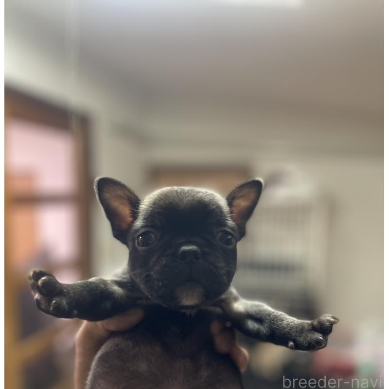 販売中の福岡県のフレンチブルドッグ-436737の3枚目