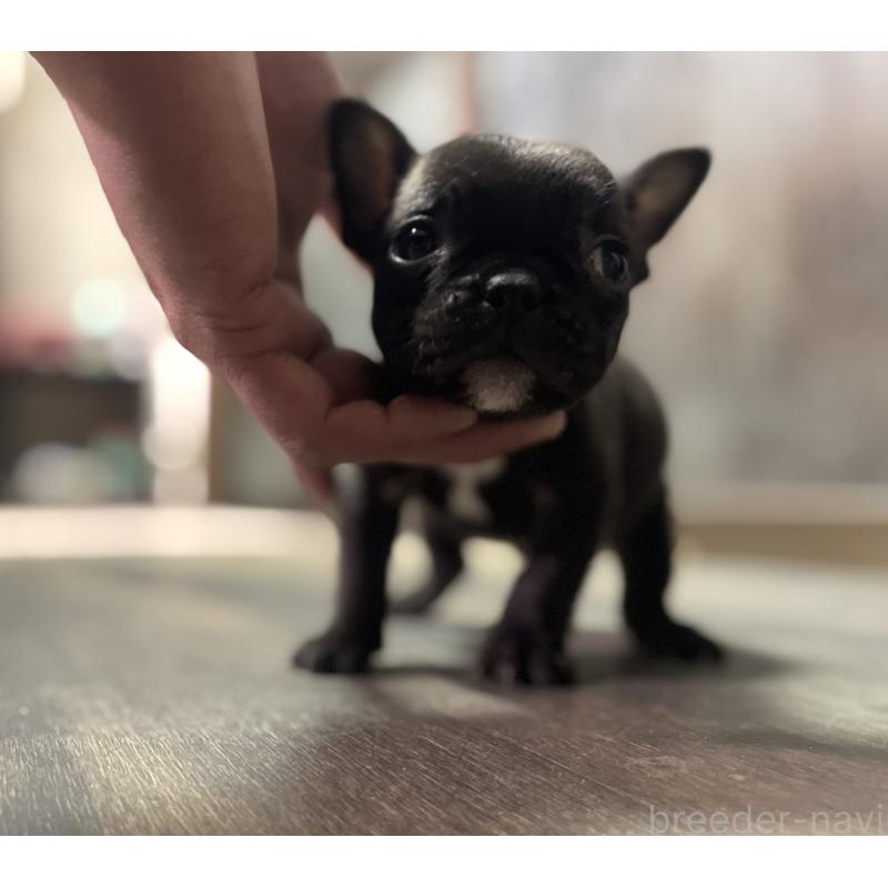 販売中の福岡県のフレンチブルドッグ-436737の2枚目