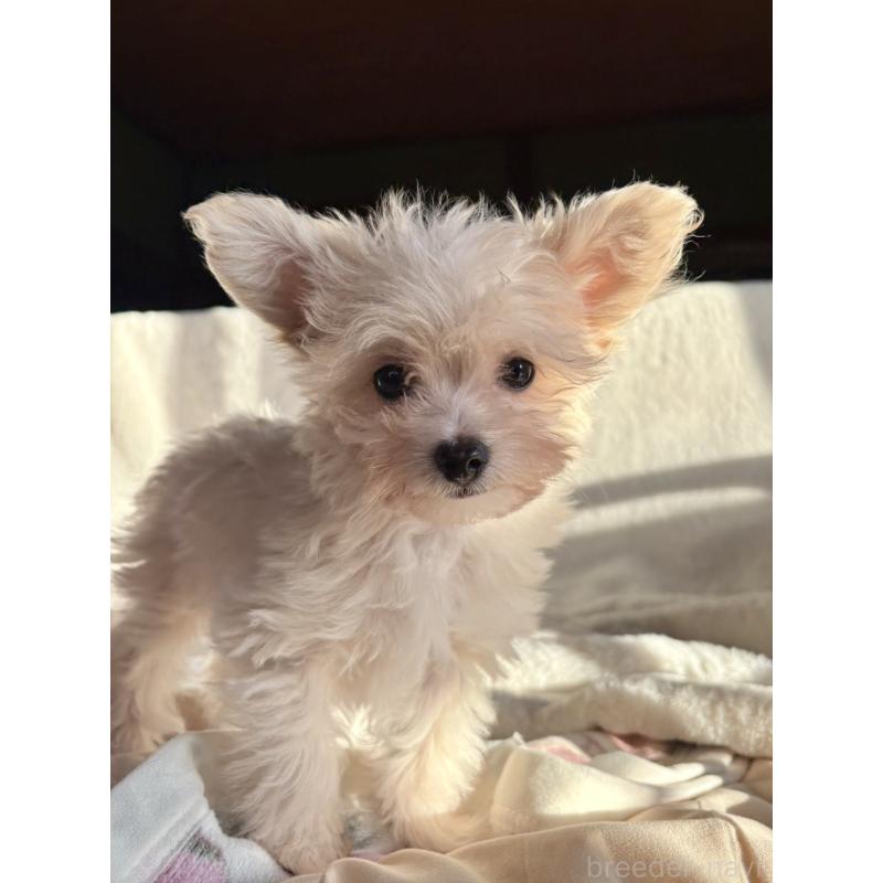 販売中の千葉県のチワプー:チワワ×トイプードル-429430