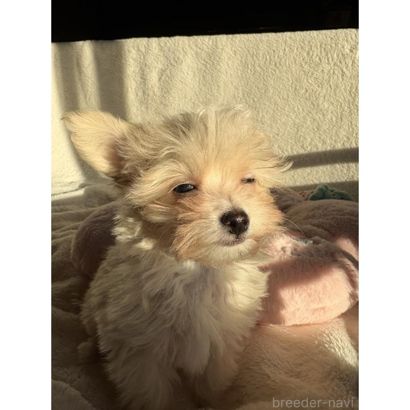 販売中の千葉県のチワプー:チワワ×トイプードル-429430の12枚目