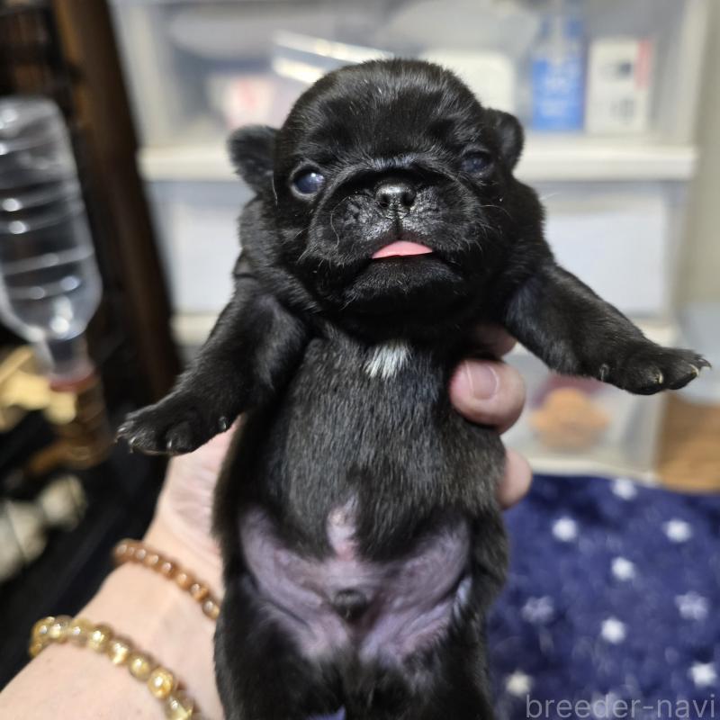 販売中の岡山県のパグ-436738の1枚目