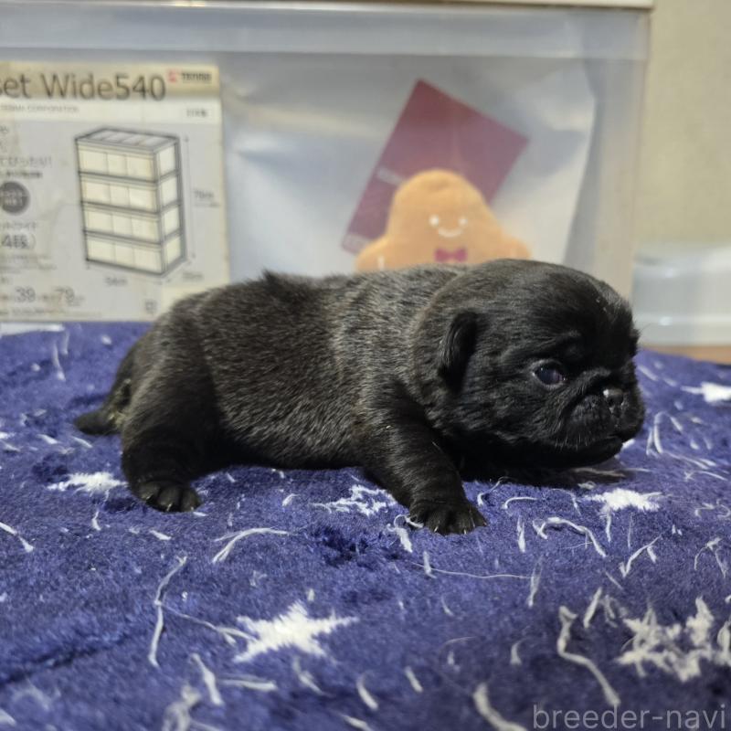 販売中の岡山県のパグ-436738の4枚目