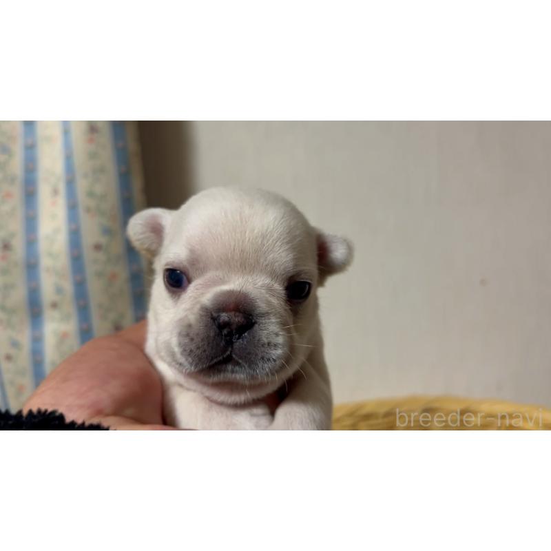 販売中の岡山県のフレンチブルドッグ-434753の16枚目