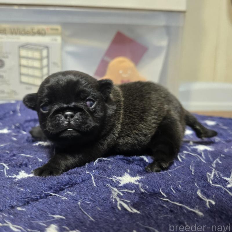 販売中の岡山県のパグ-436738の3枚目