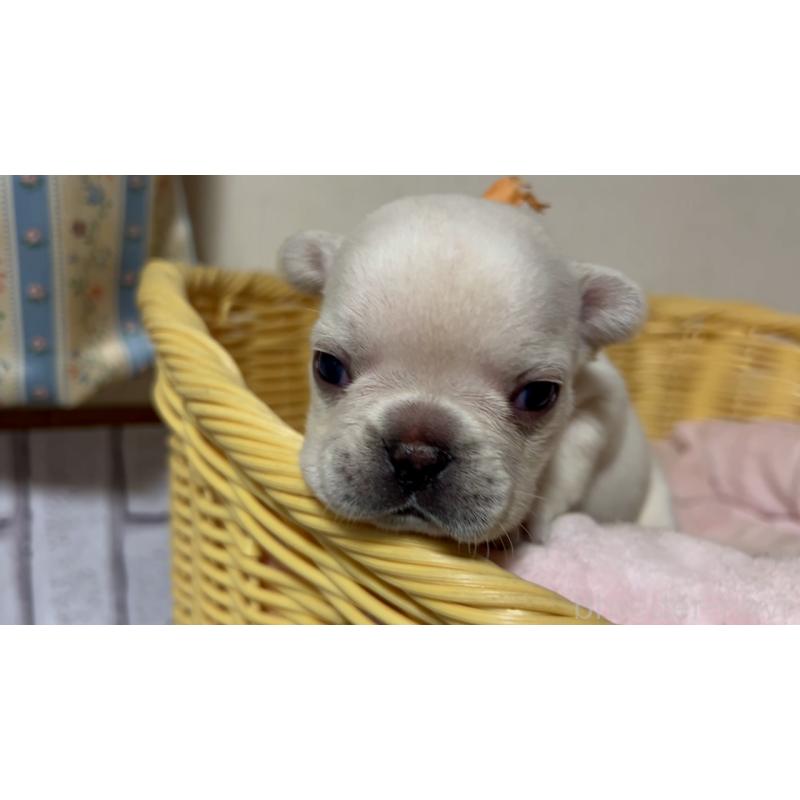 販売中の岡山県のフレンチブルドッグ-434753の15枚目