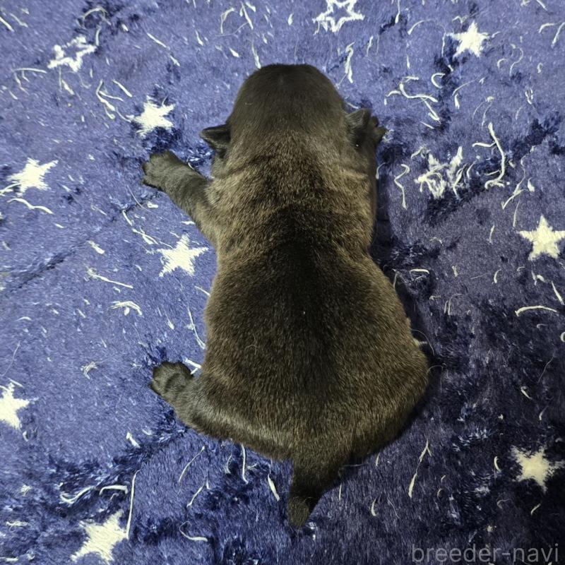 販売中の岡山県のパグ-436738の2枚目