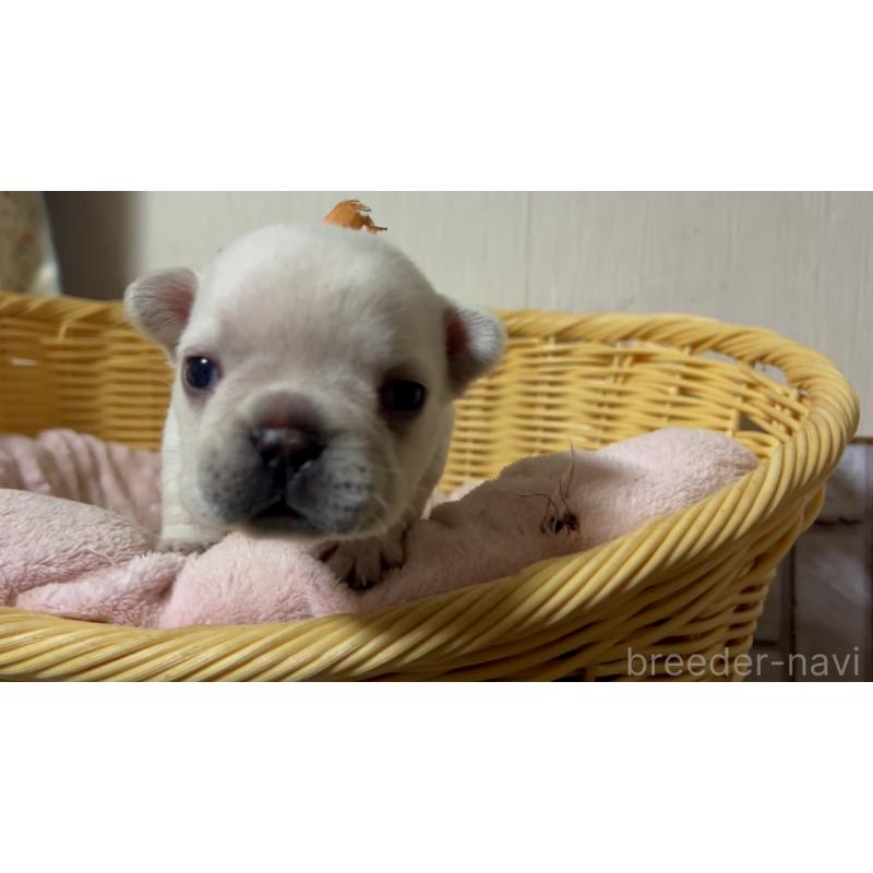 販売中の岡山県のフレンチブルドッグ-434753の14枚目