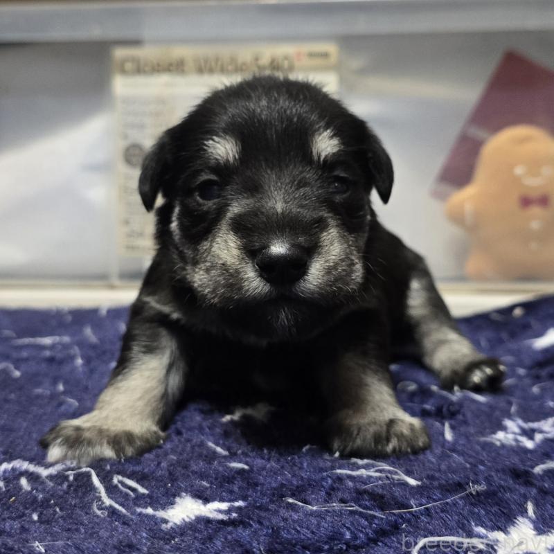 販売中の岡山県のミニチュアシュナウザー-436739