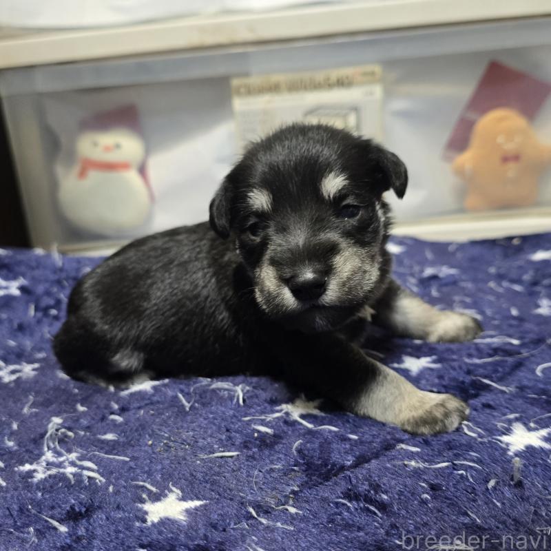 販売中の岡山県のミニチュアシュナウザー-436739の4枚目