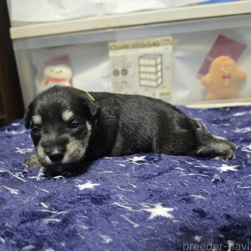 販売中の岡山県のミニチュアシュナウザー-436739の3枚目