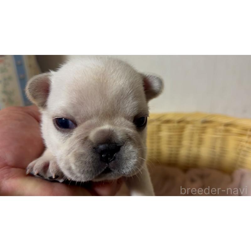 販売中の岡山県のフレンチブルドッグ-434754の23枚目