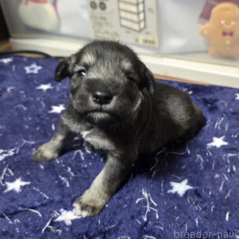 販売中の岡山県のミニチュアシュナウザー-436740