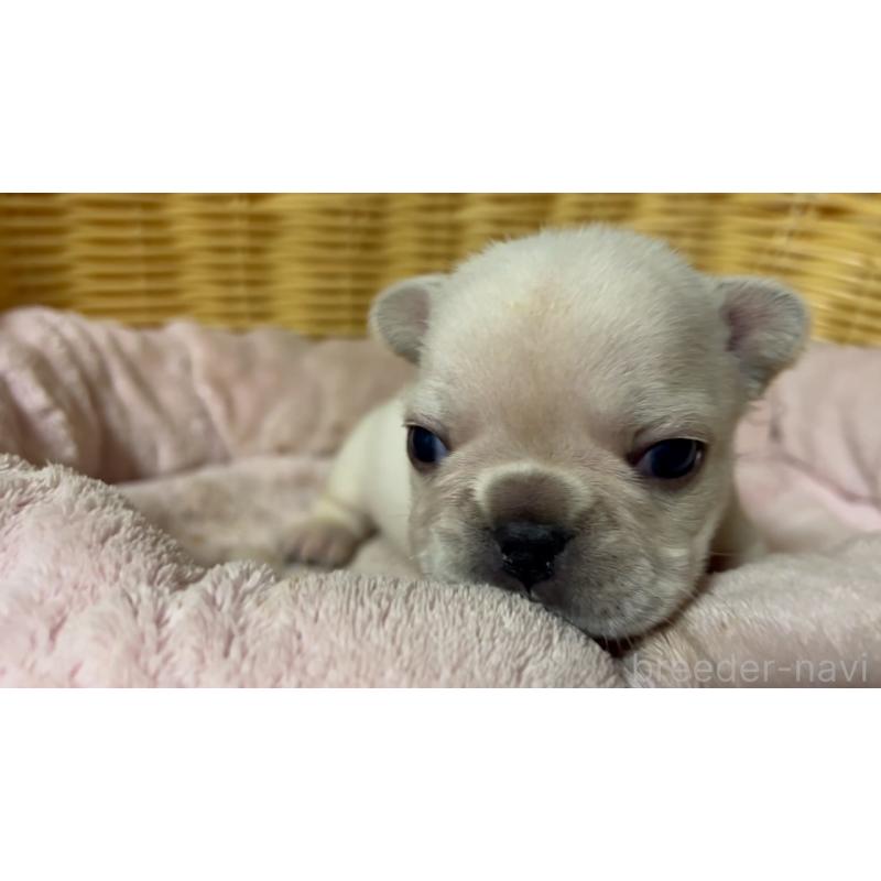 販売中の岡山県のフレンチブルドッグ-434754の22枚目