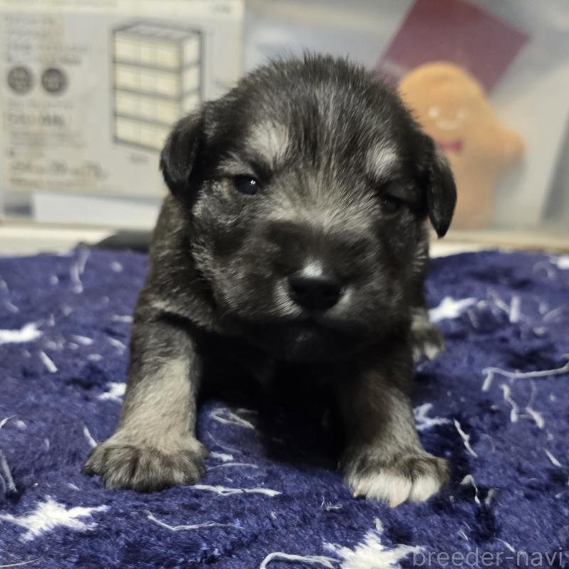 販売中の岡山県のミニチュアシュナウザー-436740の5枚目