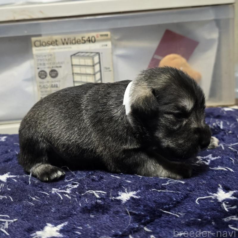 販売中の岡山県のミニチュアシュナウザー-436740の4枚目