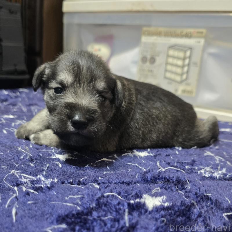 販売中の岡山県のミニチュアシュナウザー-436740の3枚目