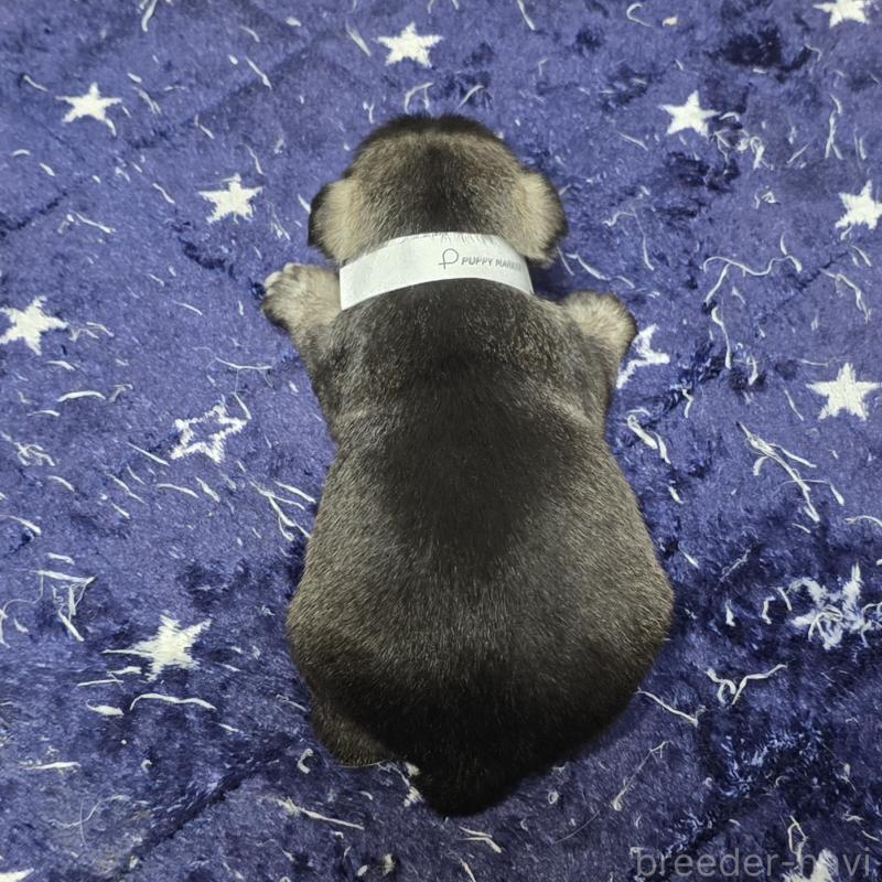 販売中の岡山県のミニチュアシュナウザー-436740の2枚目