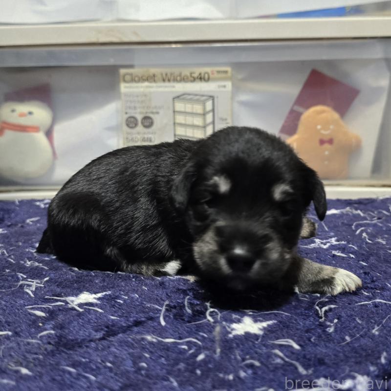 販売中の岡山県のミニチュアシュナウザー-436741の4枚目