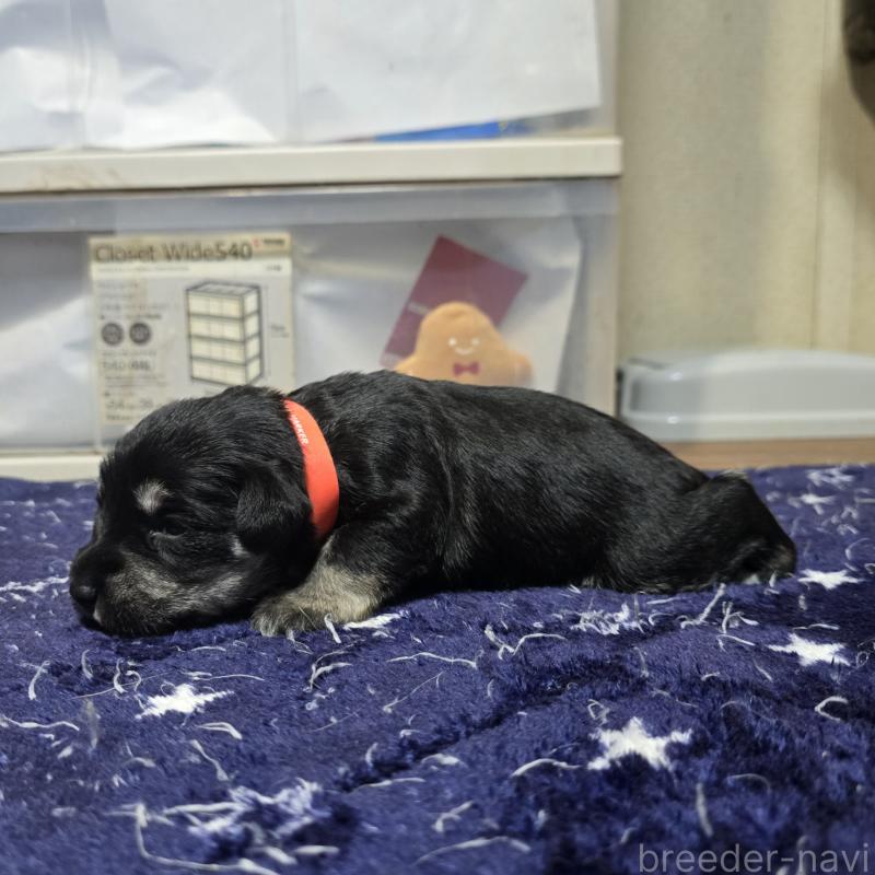 販売中の岡山県のミニチュアシュナウザー-436741の3枚目